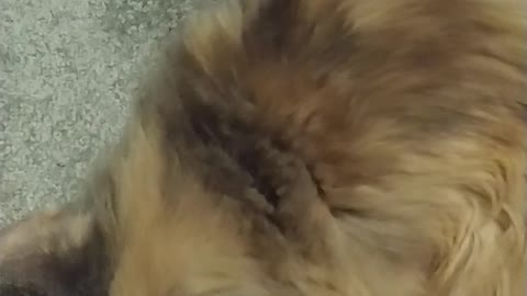 Cat Brushes Herself