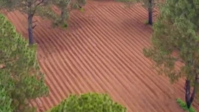 Flying over a field in a large forest covered with trees