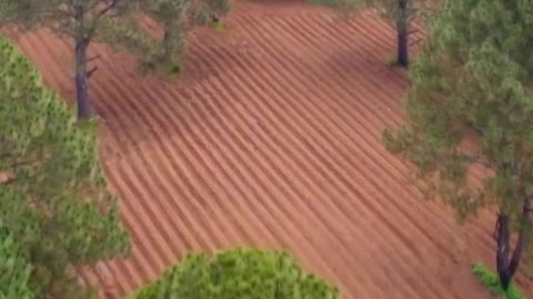 Flying over a field in a large forest covered with trees