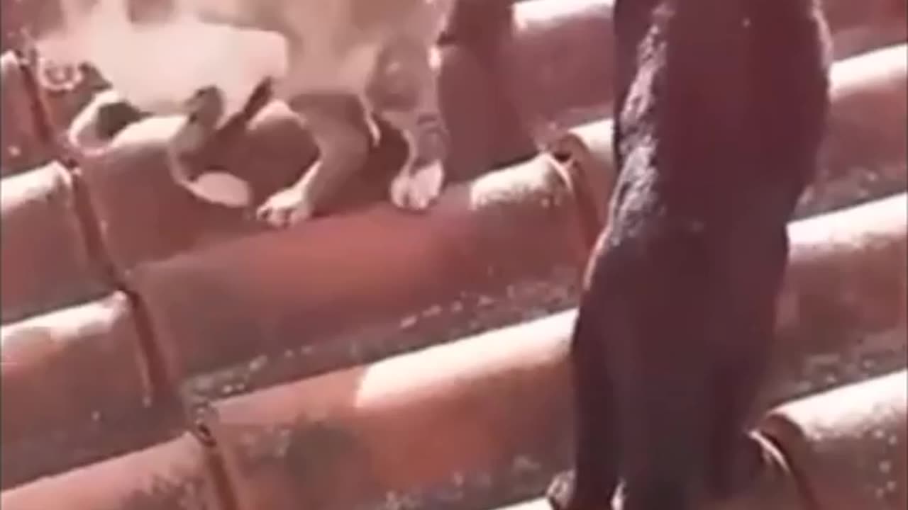 Funny cat