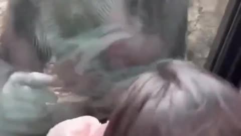 Gorilla want to play with baby