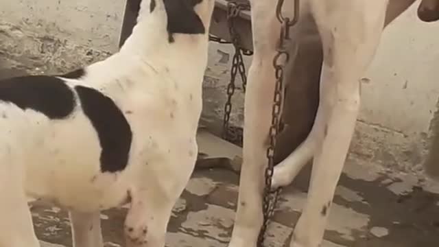 Dog Short Video ll #Short