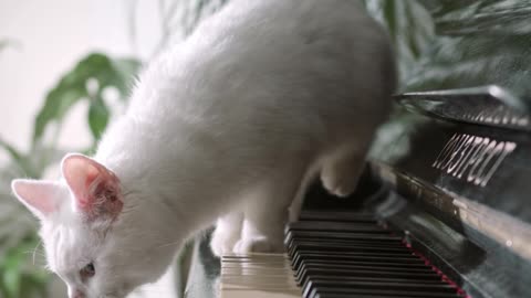 A Cat Jumping Away From The Piano Keyboard