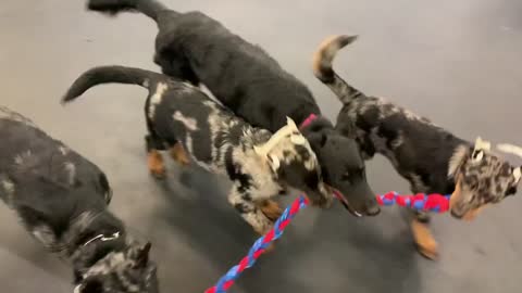 Beaucerons Playing