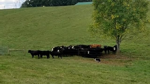 Twitt on the job. Low stress cattle handling!