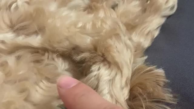Stunned puppy