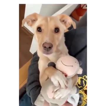 When you put the animal to sleep