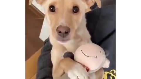 When you put the animal to sleep