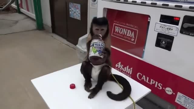 Monkey buys juice from the vending machine