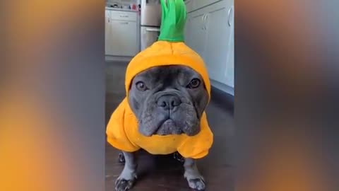 Funny Dogs & Cats At Halloween