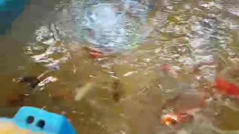 more videos of fish