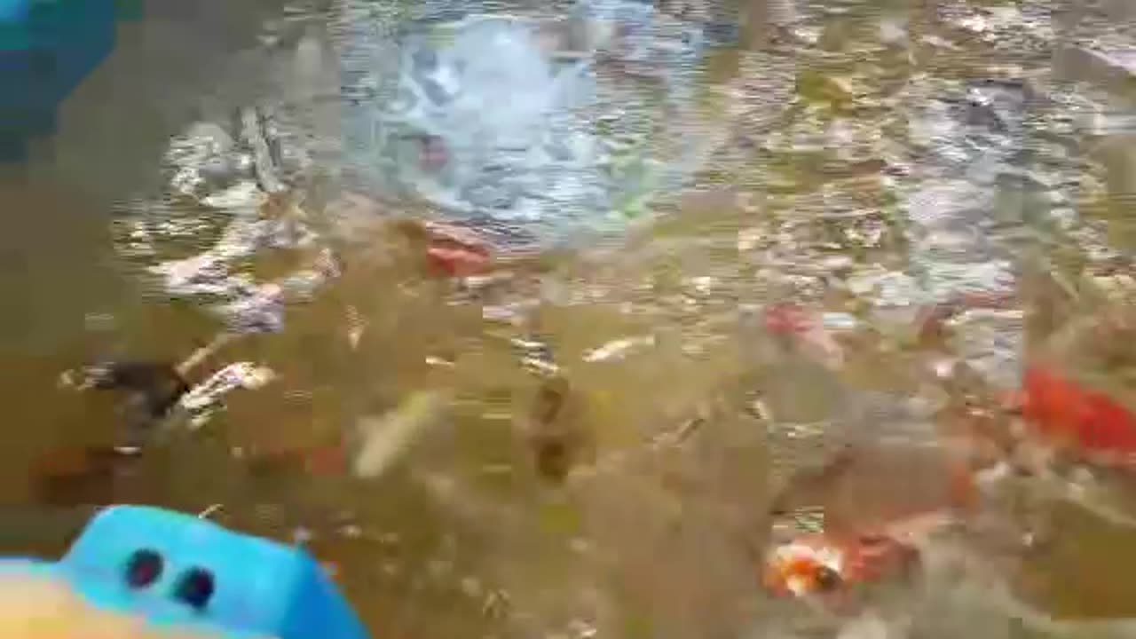 more videos of fish
