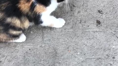 Little cat just ate a little ant