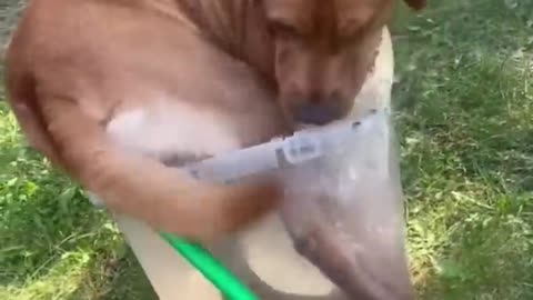 Funny Dogs