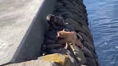 Funniest Cat And Dogs 😂 Funny Animal Videos 2024