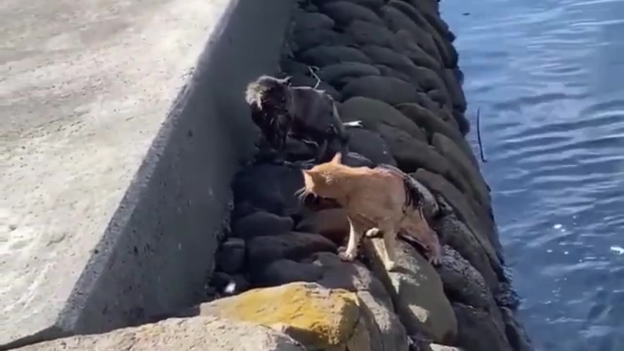 Funniest Cat And Dogs 😂 Funny Animal Videos 2024