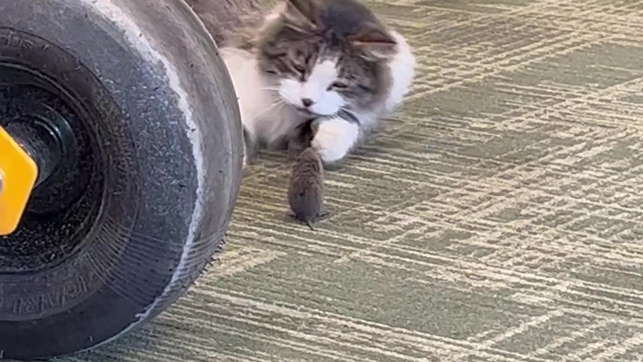 Cat Slacks Off At Work