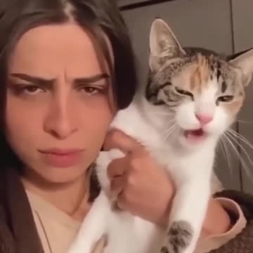 Funny CAT KITTEN