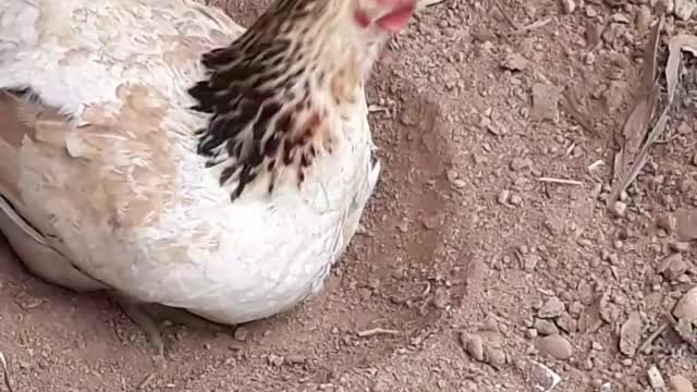 mother hen bathing in the ground