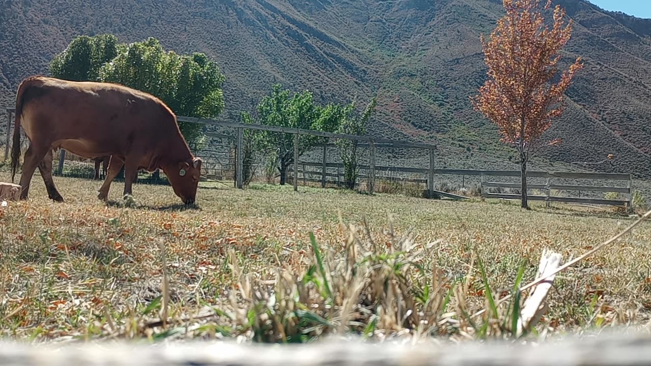 Fullblood Akaushi Wagyu Cattle grazing Nutrient Farm 20241006