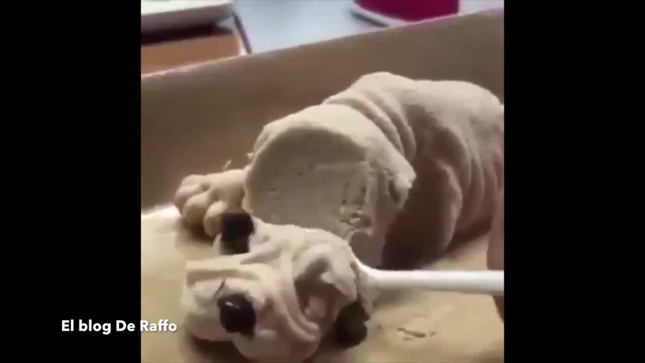 dog surprised to see his masters eat a cake dog