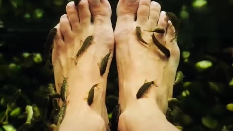 Fish Pedicures 🤔 (explained)