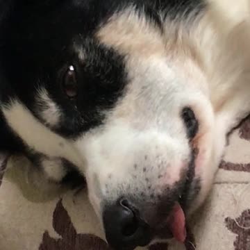 THE DOG is SO SO SO SO TIRED 😅😂