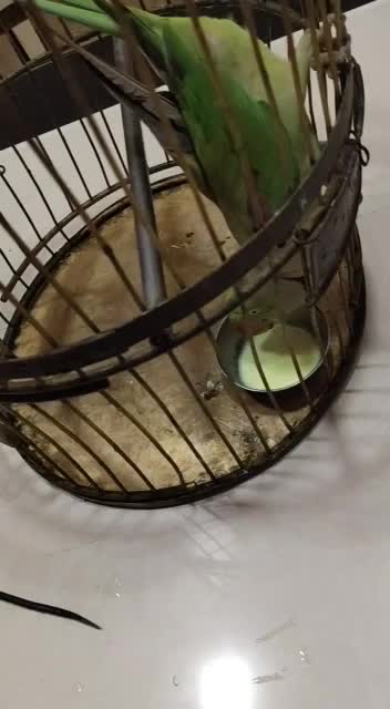 Parrot Loves Turmeric Milk