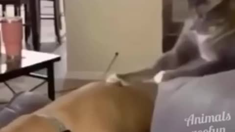 It was the dogs reaction for me 🤭😂