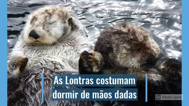 10 Animais e suas incríveis curiosidades que só eles tem