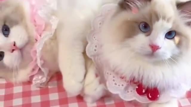 Aww cute cat videos funny Vol5❤️ Cat Cash Compilation chines💚 Tiktok Cat Meow #cat #shorts