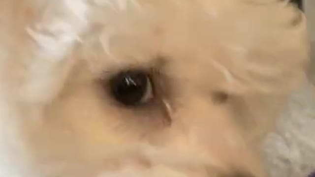 6.When the dog gets stuck and scared everyone….😅