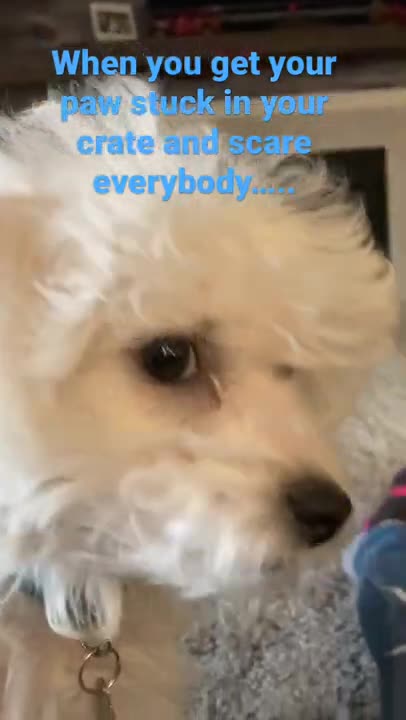 6.When the dog gets stuck and scared everyone….😅
