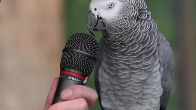Talking parrot