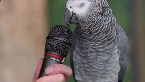 Talking parrot