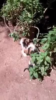 Cat 🐈🐈 chat 🐱🐱