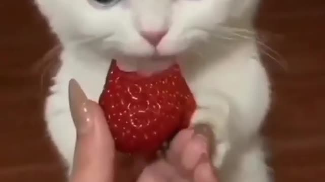 My cat taste strawberry and the strawberry is to delicious