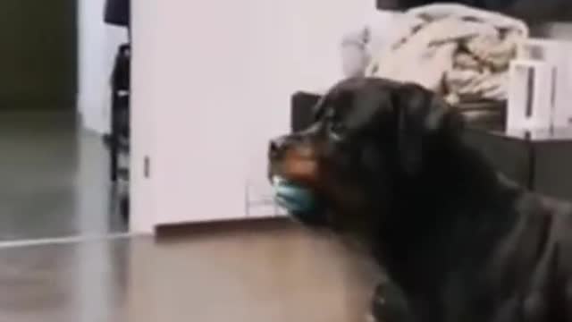 Funny Cats videos don't stop laugh