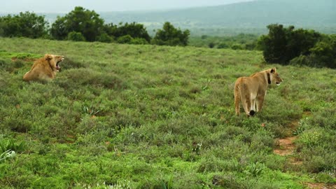 a lion and lioness in the fields