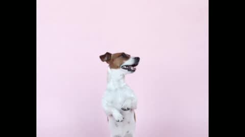 The dog is standing two legs and dancing moment