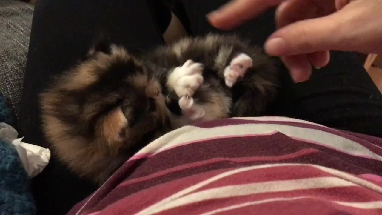 calico Persian kitten playing