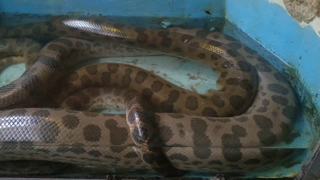 biggest snake cought on camara /zoo experience in srilanak