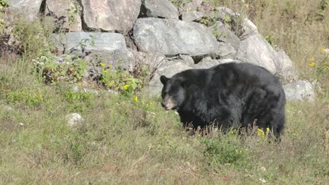 Black Bear Majestically Moving Through The Tall Grass In A Forest