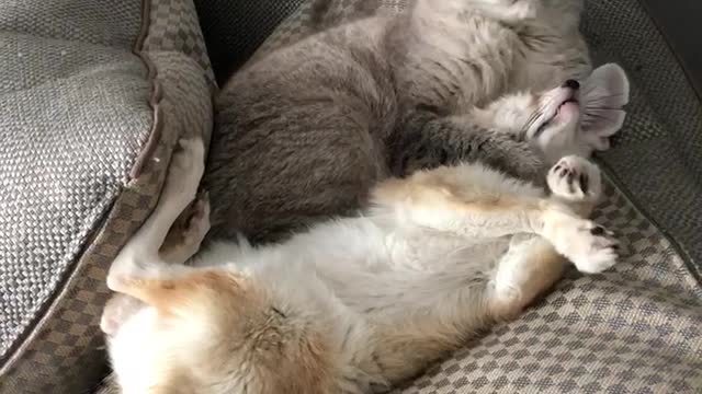 Cat gives fenec fox big time hug