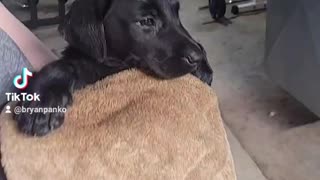 Buddy gets his first bath