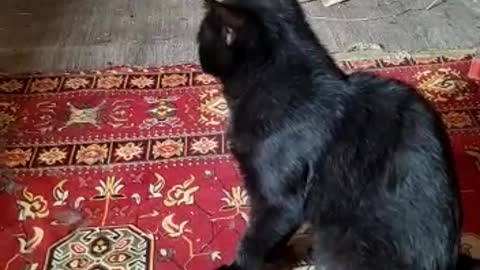 Sweet cat, this cat is very intelligent