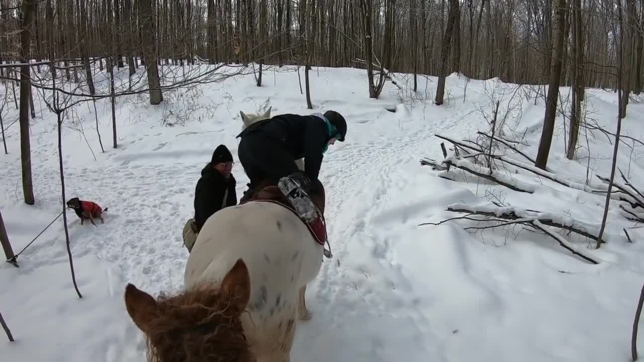 Huskies Attack Horses Leg