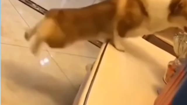 Funny pet videos..funniest videos - funniest dog 2021..Makes you laugh more