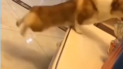 Funny pet videos..funniest videos - funniest dog 2021..Makes you laugh more