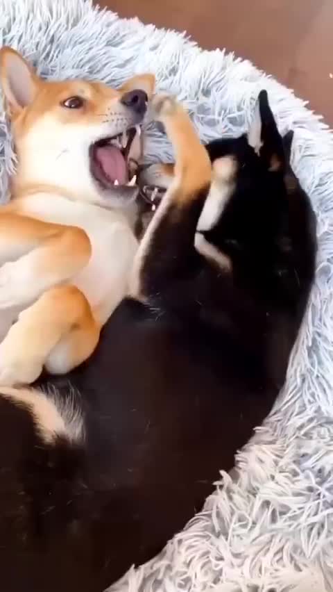 Watch the pets and their beauty 😍 😘